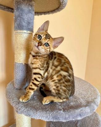 Bengal