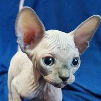 Cuccioli di sphynx CON PEDIGREE