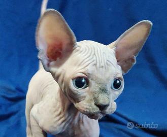 Cuccioli di sphynx CON PEDIGREE