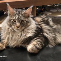 Maschio in calore razza Maine Coon