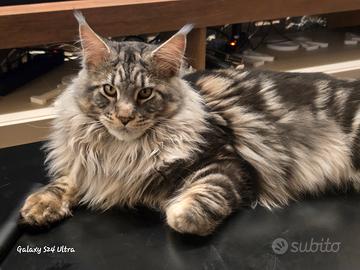 Maschio in calore razza Maine Coon