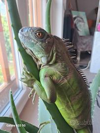 Iguana verde