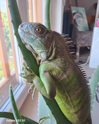 Iguana verde