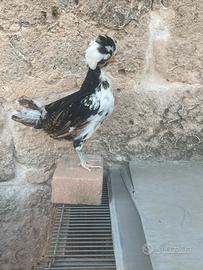 Galline