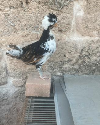 Galline