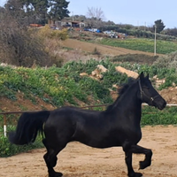 Cavalla frisona
