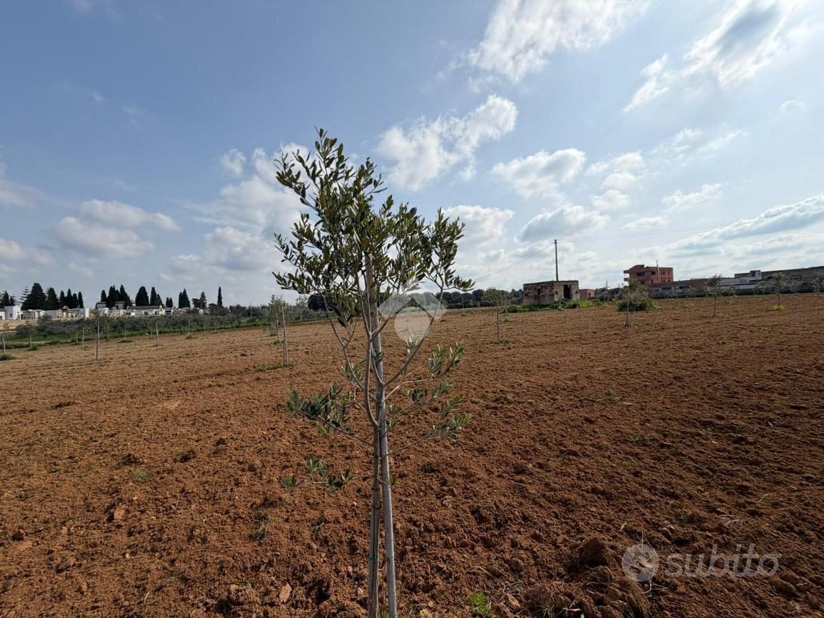 TER. AGRICOLO A ALEZIO - Vista 2