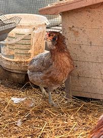 Araucana e moroseta splash