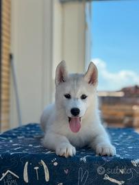 Siberian husky