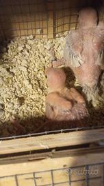 Pulli di parrocchetti dal collare