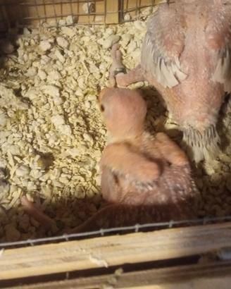 Pulli di parrocchetti dal collare