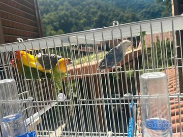 Inseparabile