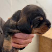 Bassotti nani a pelo duro