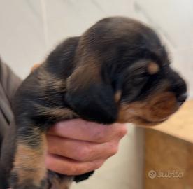 Bassotti nani a pelo duro