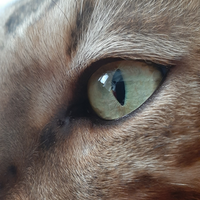 Gatto del Bengala