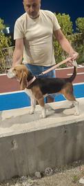 Cucciolone neagle