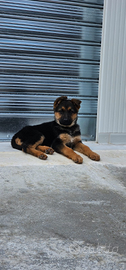 Cucciola pastore tedesco