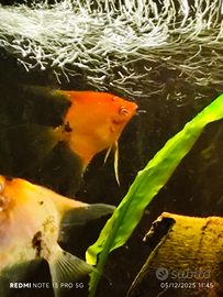 4 scalari colorazione intensa