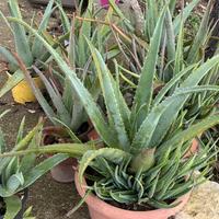 Lotto aloe vera piante grasse