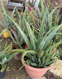 Lotto aloe vera piante grasse