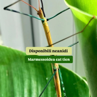 Marmessoidea cat tien