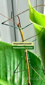 Marmessoidea cat tien