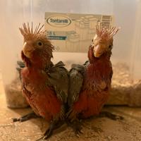 Baby cacatua pulli imbecco pappagalli