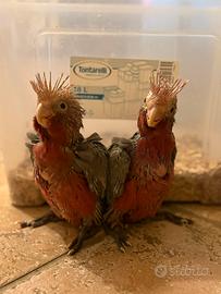 Baby cacatua pulli imbecco pappagalli