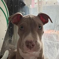 Pittbull è amstaff di 4 mesi