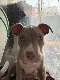Pittbull è amstaff di 4 mesi