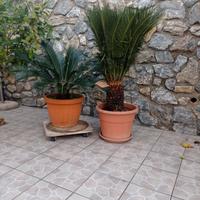 Cycas