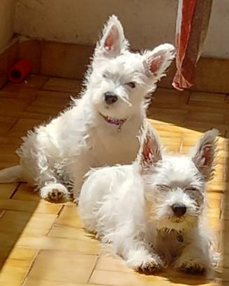 West highland White terrier con pedigree enci