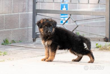 Cucciolo pastore tedesco a pelo lungo
