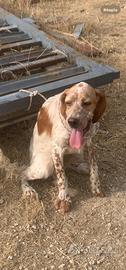 Setter inglese femmina
