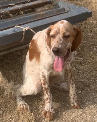 Setter inglese femmina