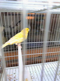 Canarino giallo