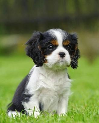 Cavalier King