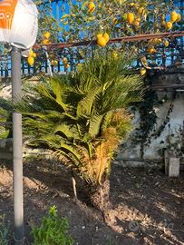 3 Cycas