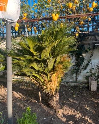 3 Cycas