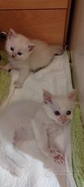 Cuccioli gatto siberiano