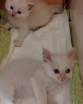 Cuccioli gatto siberiano