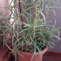 vaso con pianta aloe