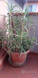 vaso con pianta aloe