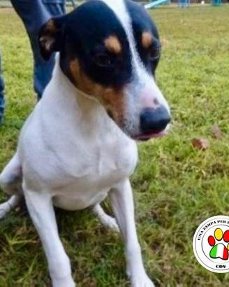 Adozione per aloka dolce bodeguero 2 anni