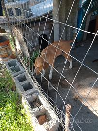 Cani da caccia grossa