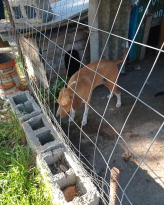 Cani da caccia grossa