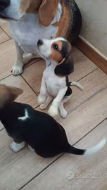 Ultime femmine di BEAGLE