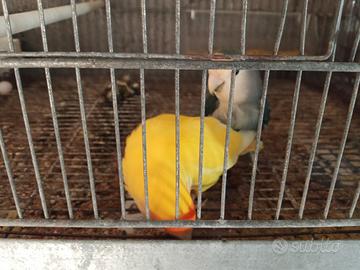 Pappagalli