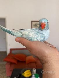 Pappagalli parrocchetti dal collare