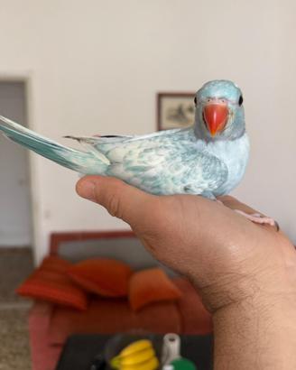Pappagalli parrocchetti dal collare